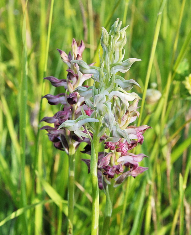 Anacamptis coriophora - apocromatica